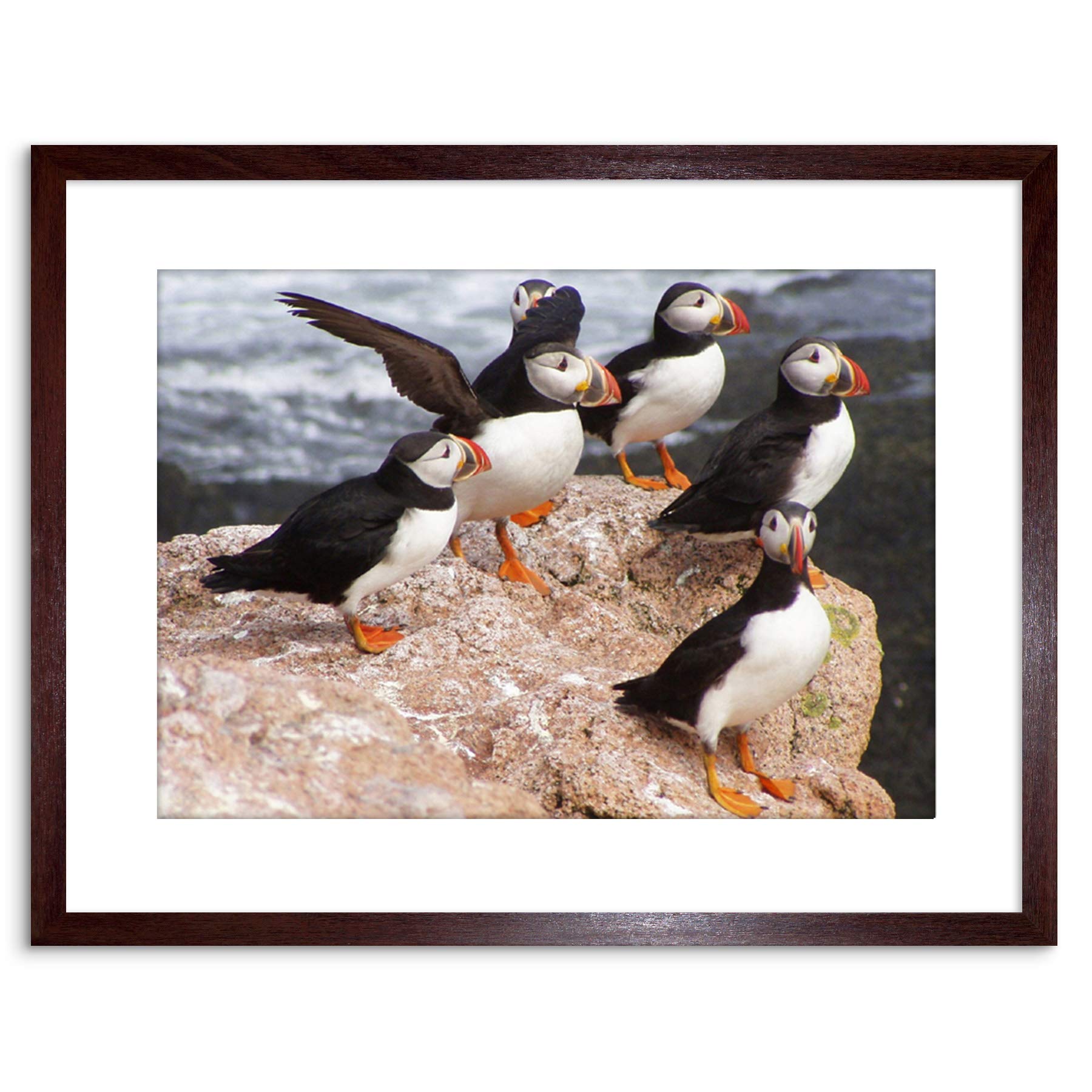 Wee Blue Coo ANIMAL PHOTO NORTH ATLANTIC PUFFINS 9x7 FRAMED ART PRINT F97X12508