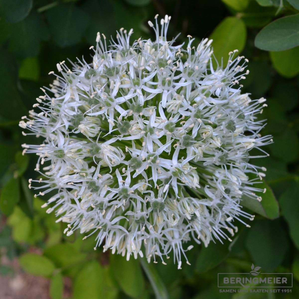 Blumenzwiebeln Alliumzwiebeln Allium stipitatum Mount Everest, reinweiß (10 Zwiebeln)