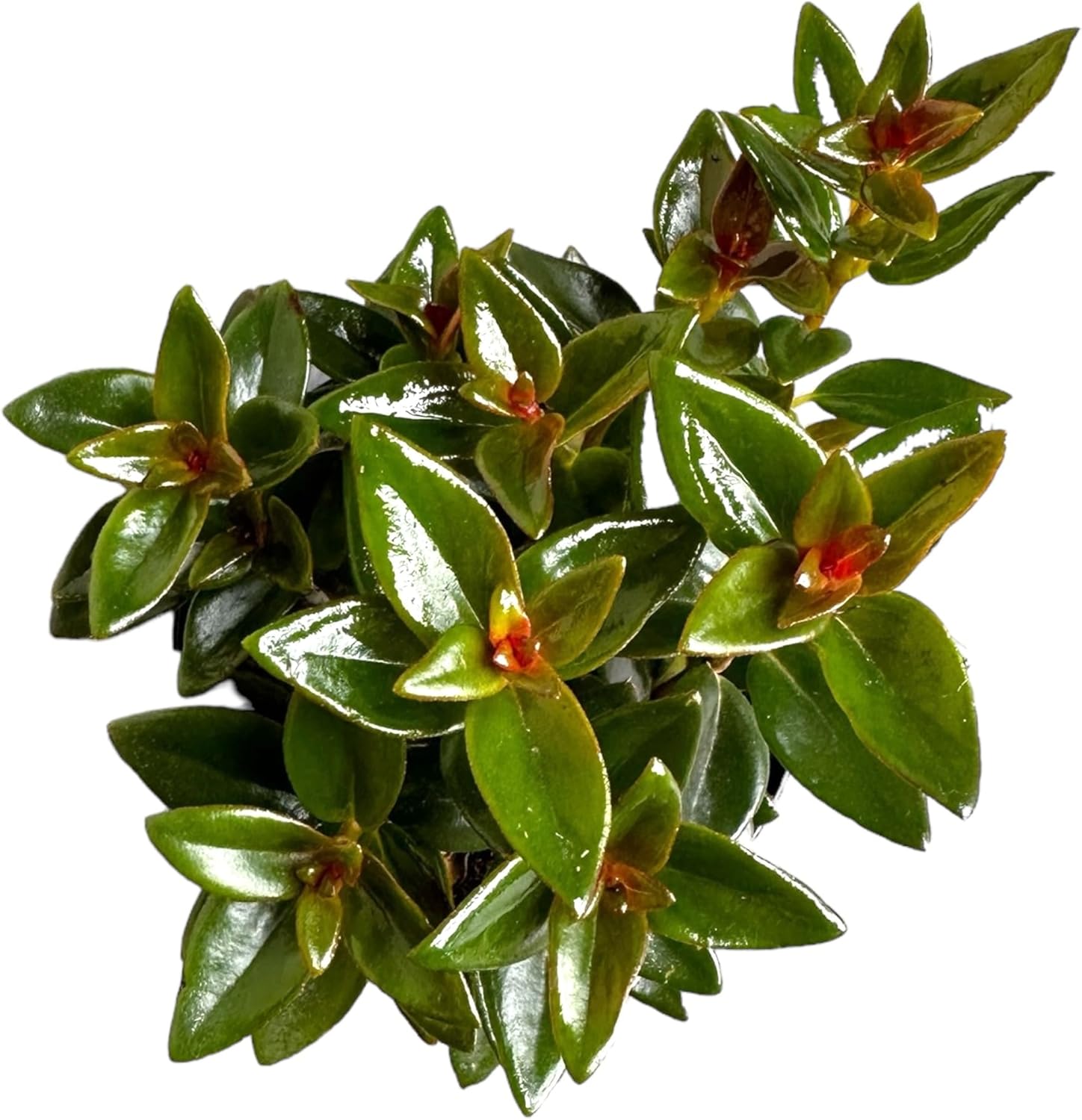 Black Goldfish Plant, adoarable Live Indoor Plant, 4 inch Pot - Hopewind Plants Shop
