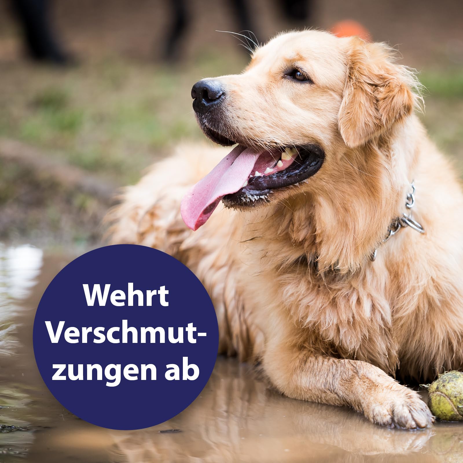 Canosept Fellpflegespray für Hunde 6 x 250ml - Fellpflege Hund | Entfilzungsspray & Milbenspray Hunde für leicht kämmbares, entfilztes & glänzendes Hundefell - Nie wieder Knoten