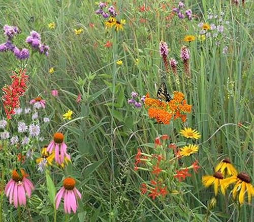 Mezcla de mariposa y colibrí (Mezcla SS-BH1), paquete de semillas, verdadera semilla nativa (sureste de EE. UU.)