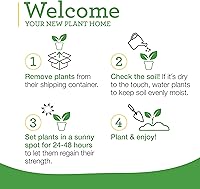 Vista 10 de Bonnie Plants Planta aromática comestible de hierbas aromáticas de romero vivo, paquete de 4, perenne en las zonas 8 a 10, ideal para cocinar y asar