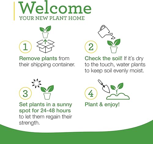 Miniatura 10 de Bonnie Plants Planta aromática comestible de hierbas aromáticas de romero vivo, paquete de 4, perenne en las zonas 8 a 10, ideal para cocinar y asar