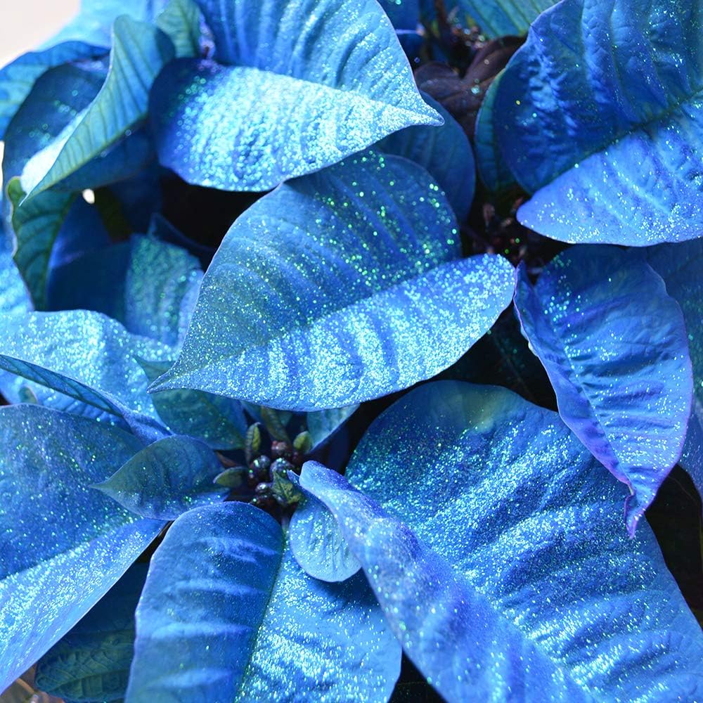 Amazon 相武ガーデン ポインセチア ファンタジーカラー 青着色ラメ付き 5寸プラスチック 観葉植物 オンライン通販