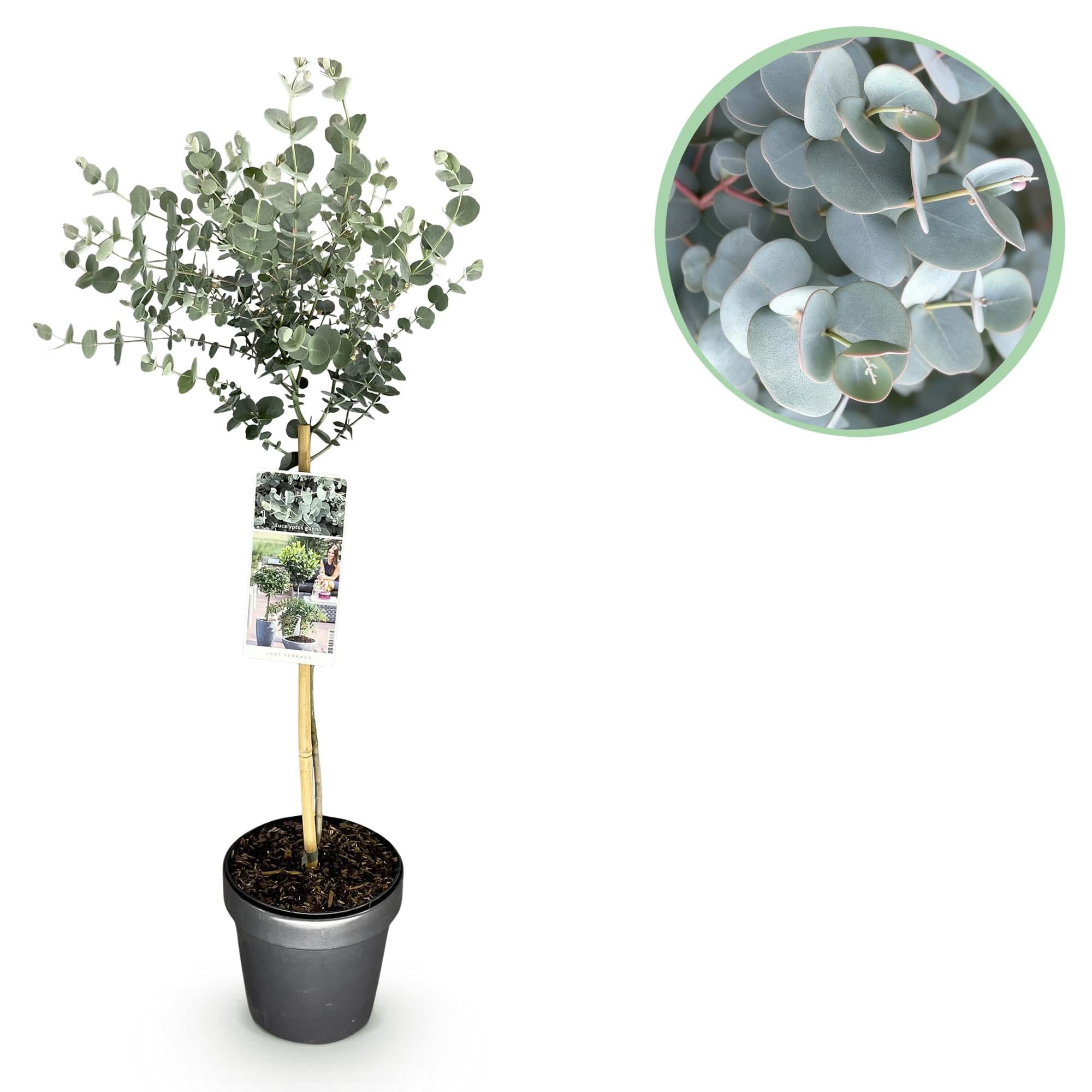 GreenboutiQ - Pflanzen auf Stamm - Eucalyptus gunni Azure - Terrassenpflanze - Immergrün - Winterhart - Graues Blatt - Topf 19 cm Höhe 90 cm