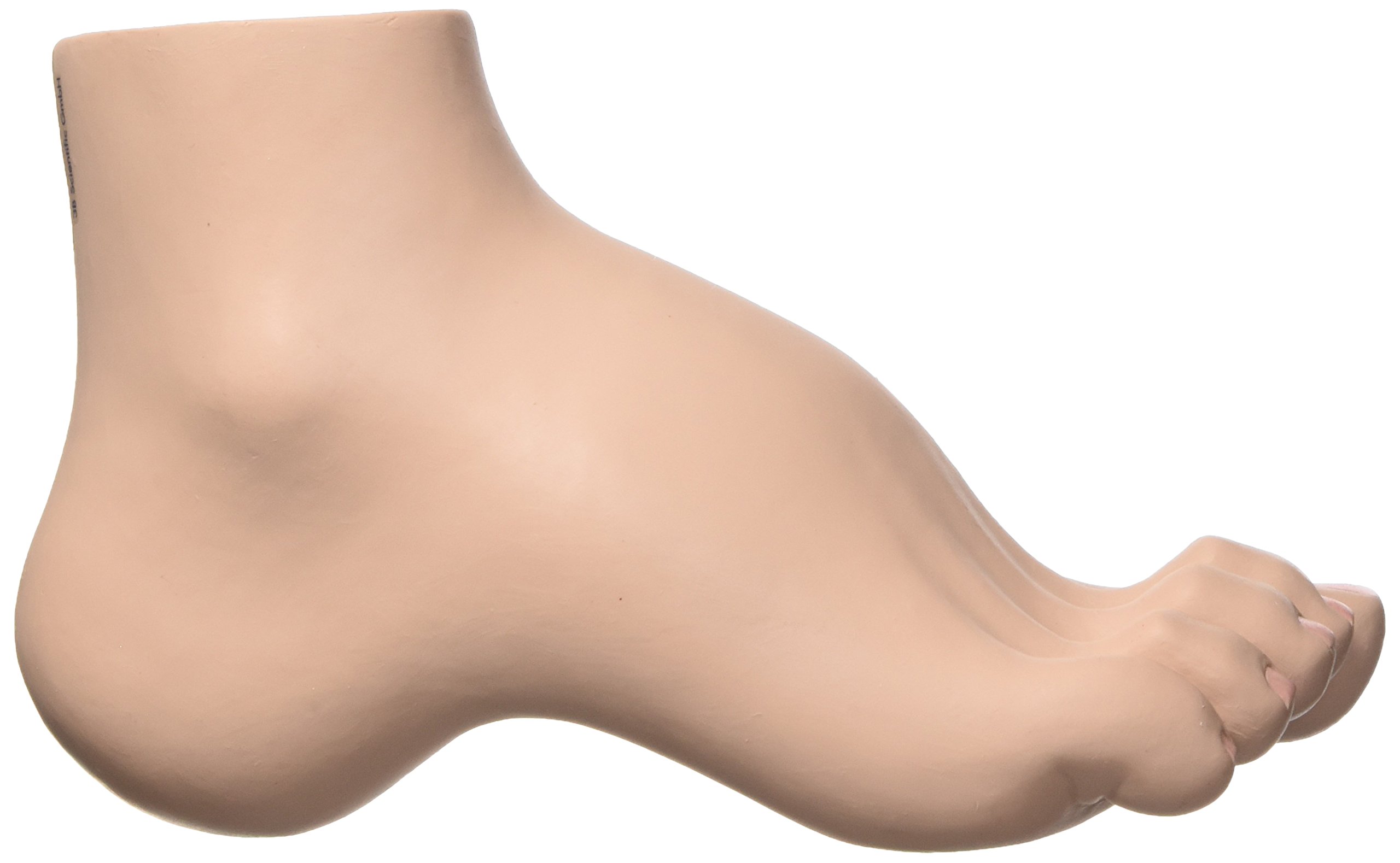 3B Scientific® Pie Cavo (Pes Cavus) – Modelo Anatómico Humano a Tamaño Real + Smart Anatomy App (Garantía de 5 Años)