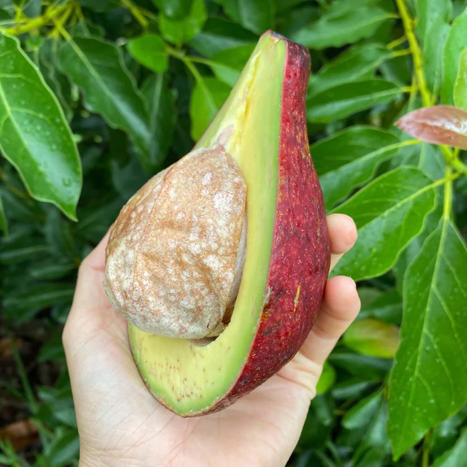IXORA Avocado Miami Red Butter Fruit variety Grafted Live Plants & Tree (1.5-3 Feet Size) (B0BMYNLZC2) Amazon Price History, Amazon Price Tracker
