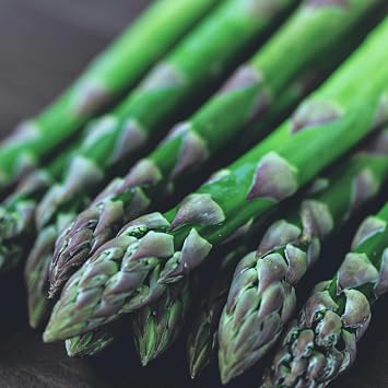 Jersey Knight Asparagus Roots - Hardy and High Yielding, 2yr Bare Root Asparagus Crowns from Hand Picked Nursery 50