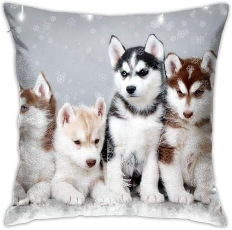 Amazon Com Nonebrand Cojin Para Sofa Diseno De Perro Pomsky Pinterest Decoracion De Fiesta 18 0 X 18 0 In Hogar Y Cocina