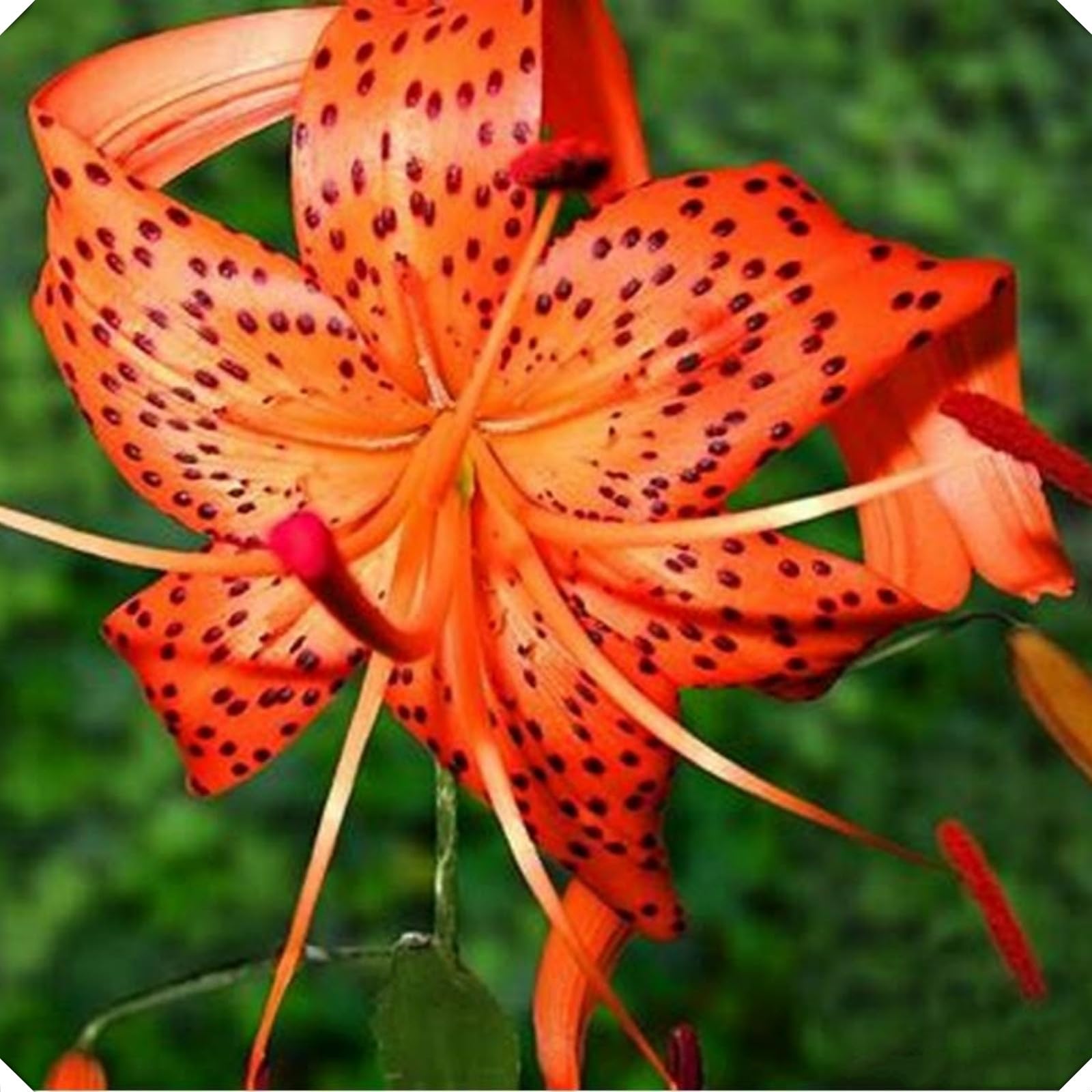 Lily Bulbs=Tiger Lily for Planting Now UK=Perennial Delights for Spectacular Garden Displays【BNSOIDE】-6bulbs-F
