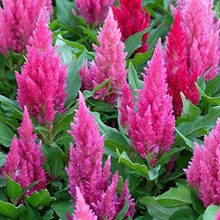 Celosia Ice Cream Pink Finished Half-Hardy Annual Easy to Grow Your Own Sun Loving Garden Herb 1x Seed Packet (Aprox 50 Seeds) by Suttons