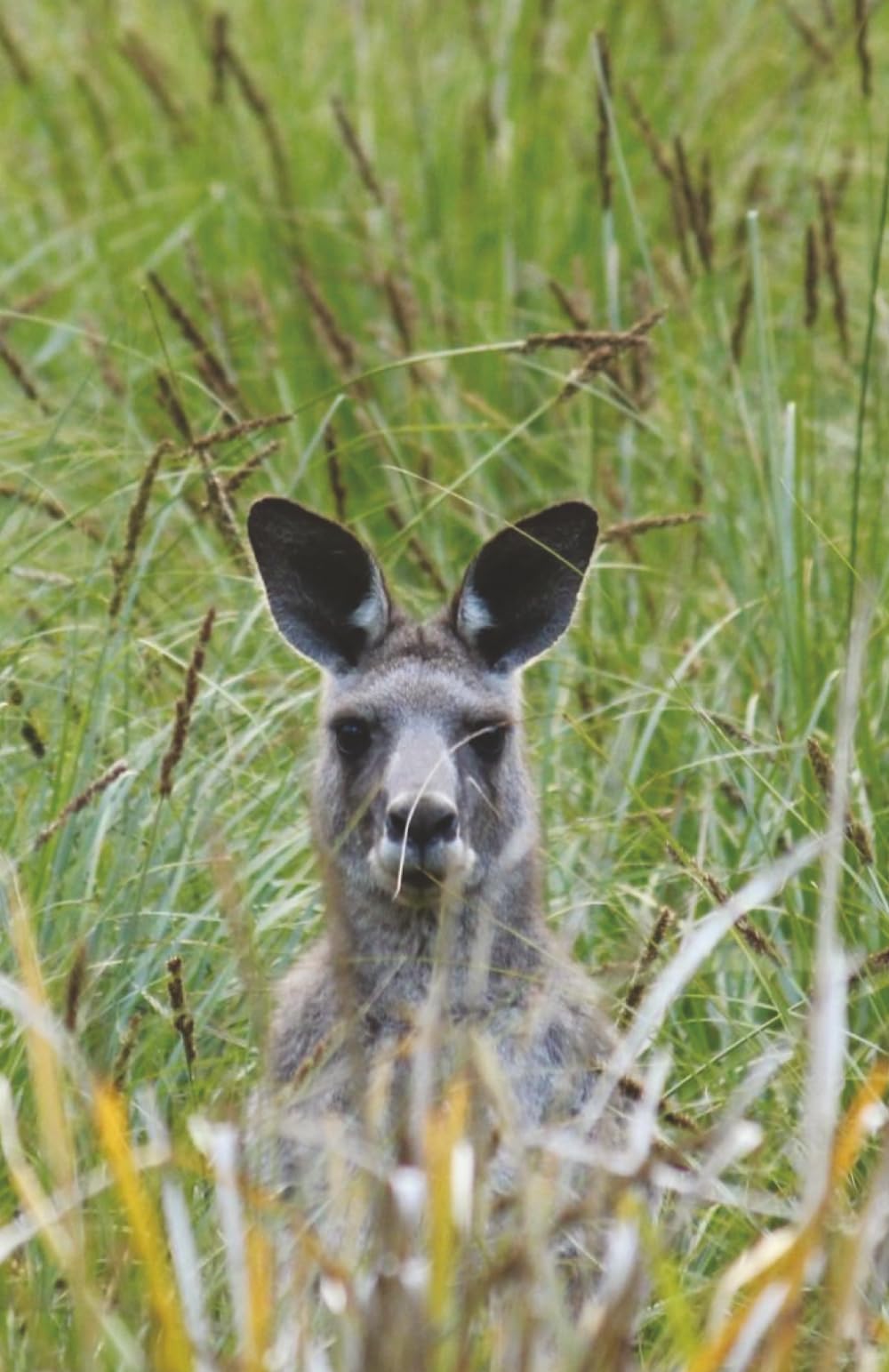 Kangaroo Notebook: Blank Lined
