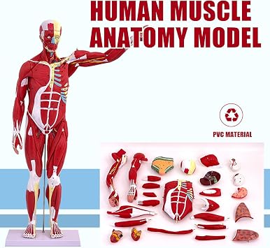 Xiaoxu 27 Piece Fully Poseable Anatomy Figure, 31 Inch High Human Torso Anatomy Model with Heart Head Brain Skeleton Model, with Removable Organs for Student