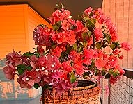 Review Image by Frank Frank