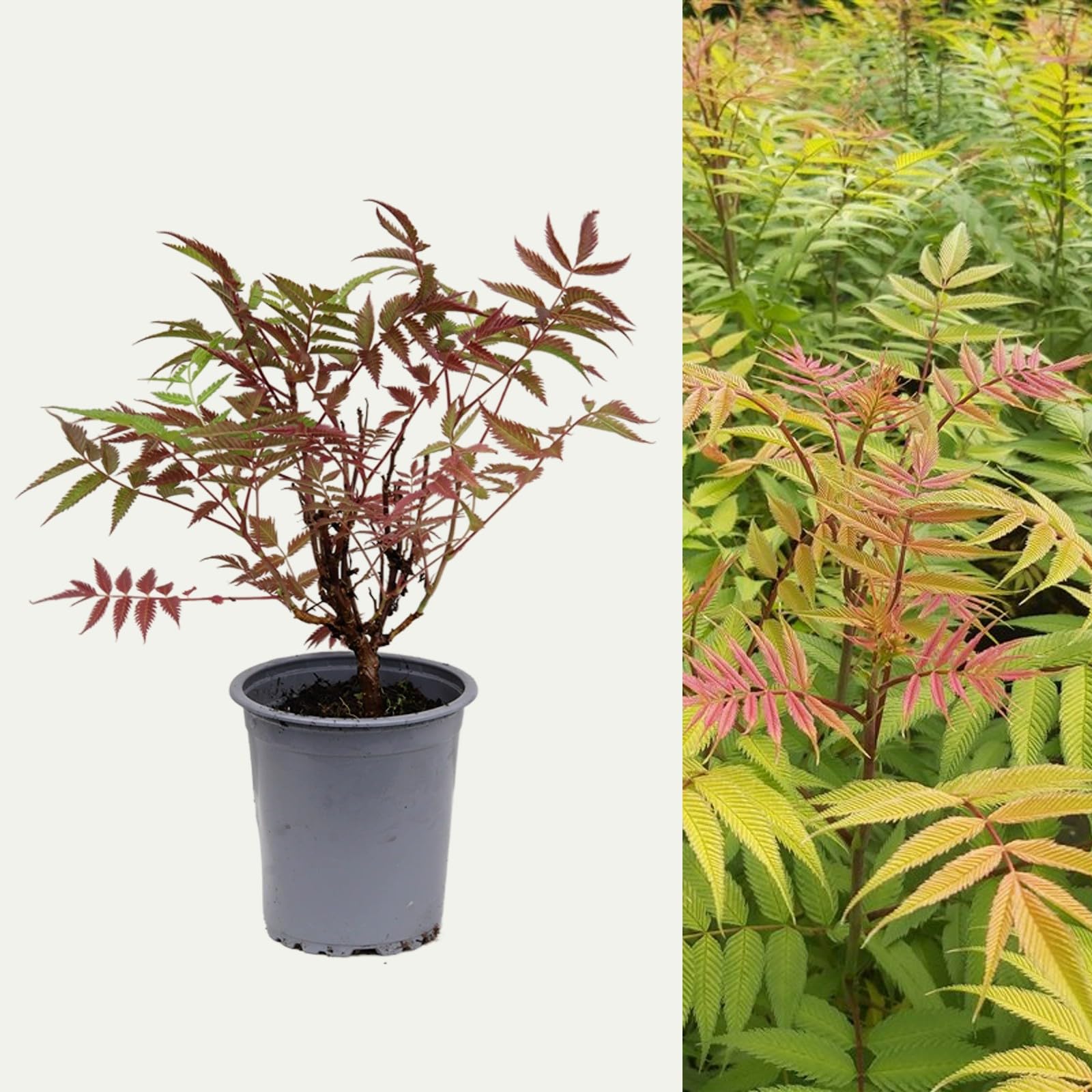 Carbeth Plants Sorbaria Sorbifolia Sem in 9cm Pot (2 Plants)