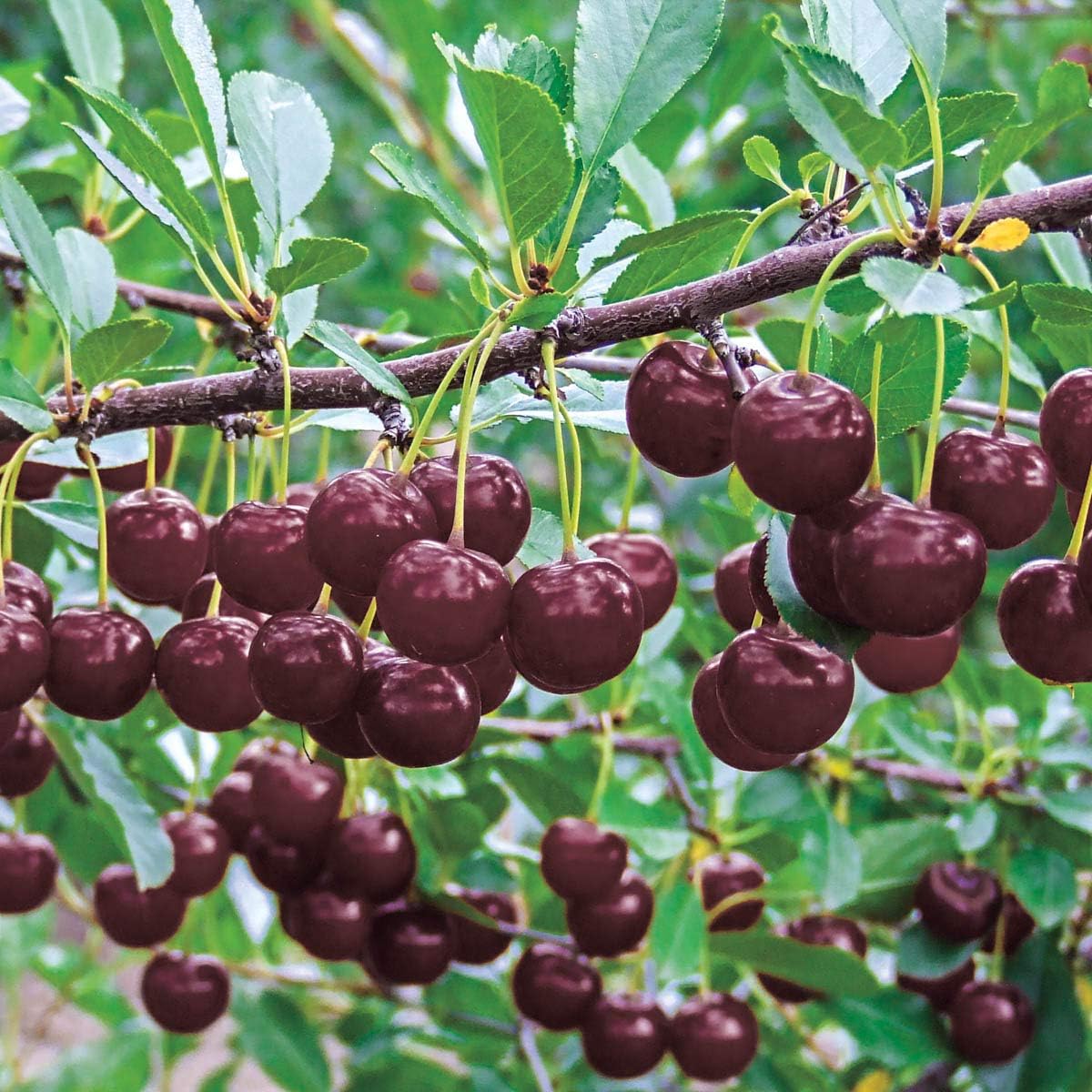 GURNEY'S - Juliet Dwarf Cherry Tree – Our Sweetest Cherry Yet! Produces Large, Meaty, Deep-Red Cherries - Ships as Jumbo Bareroot - Due to State restrictions Can't Ship to CA, CO, MT, OR, or WA