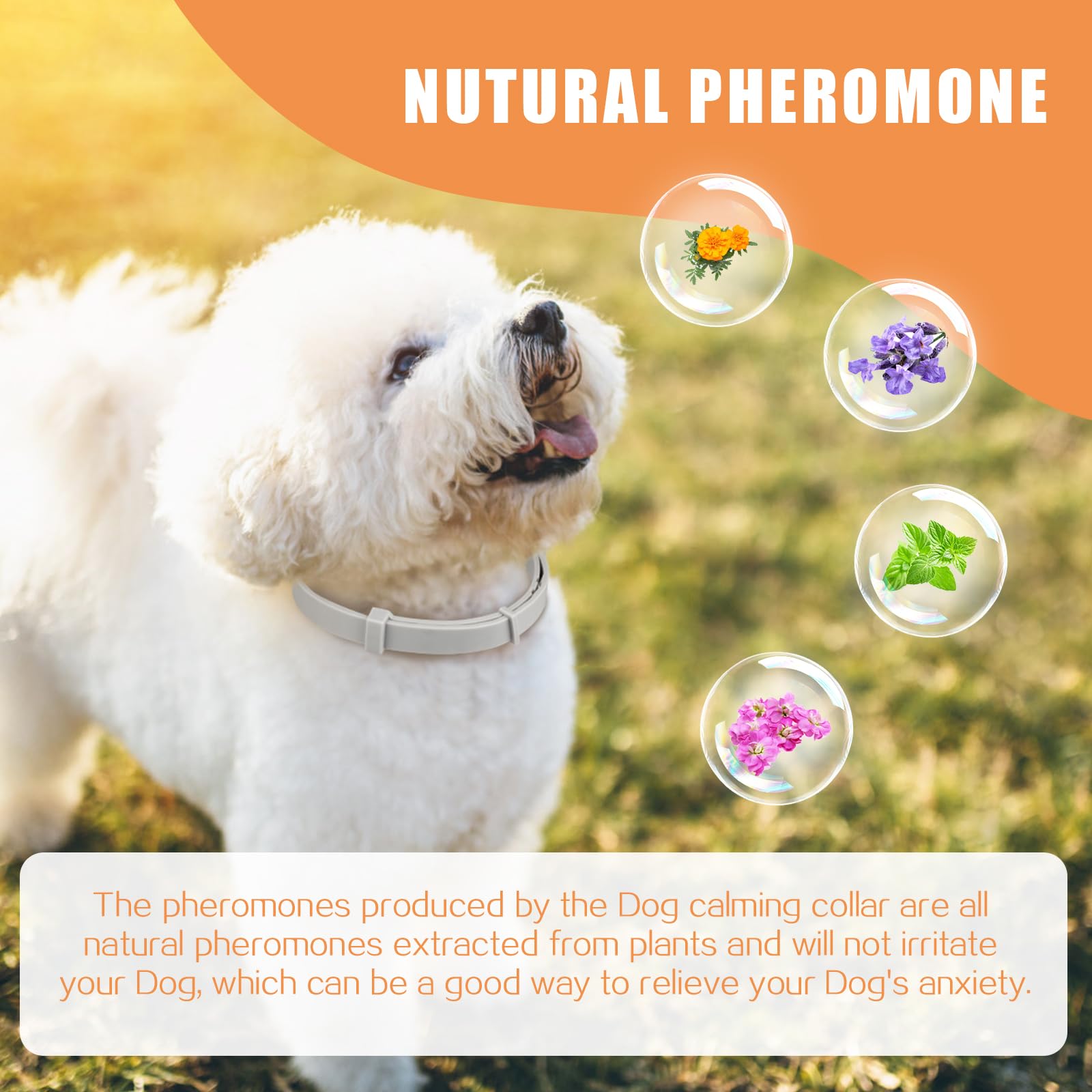 Lot De 6 Colliers Apaisants Pour Chien - Phéromones Calmantes, Anti-stress 60 Jours