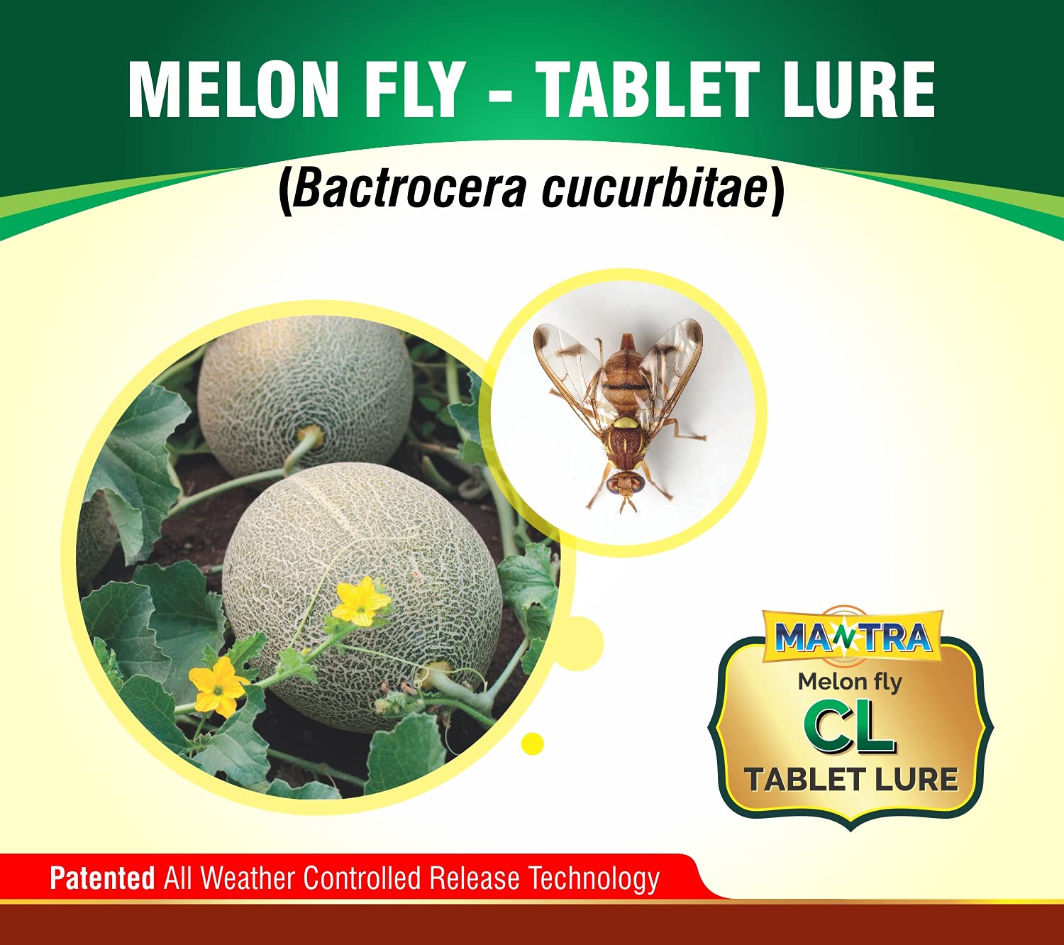 Melon Fly Tablet Lure (10)-image-12