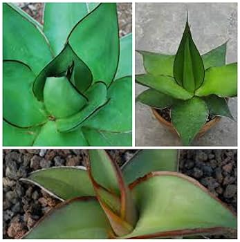 アガベ SkMoLe fit=scale-down,w=1200