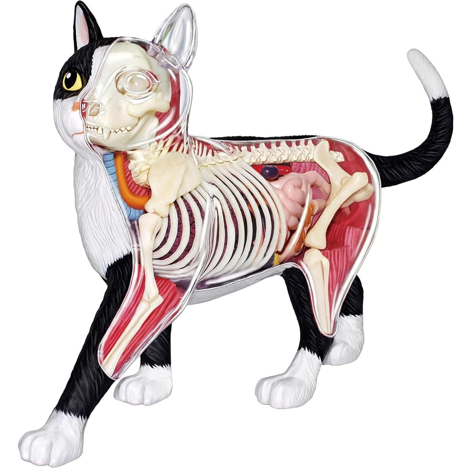 Genérico Modelo de Anatomía de Gato 4D, 28 Partes para Demostración de Enseñanza Animal, Modelo de Anatomía de Gato, Herramienta de Entrenamiento Veterinario para Demostración de Enseñanza