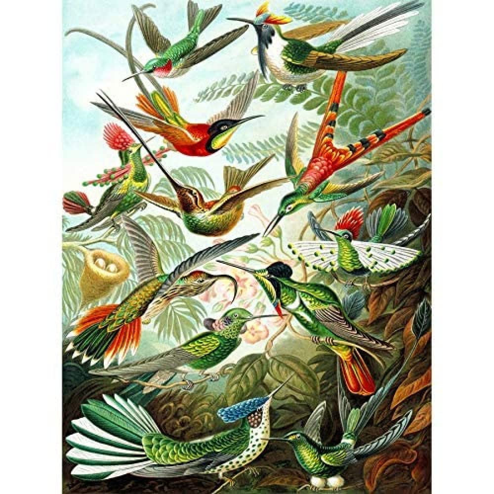 Wee Blue Coo Haeckel Plate 99 Hummingbirds Unframed Art Print Poster Wall Decor 12X16 Inch