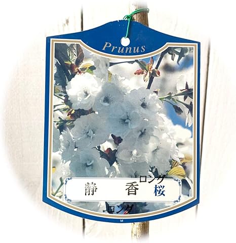 Amazon 桜 苗木 静香 12cmポット苗 しずか さくら 苗 サクラ 花