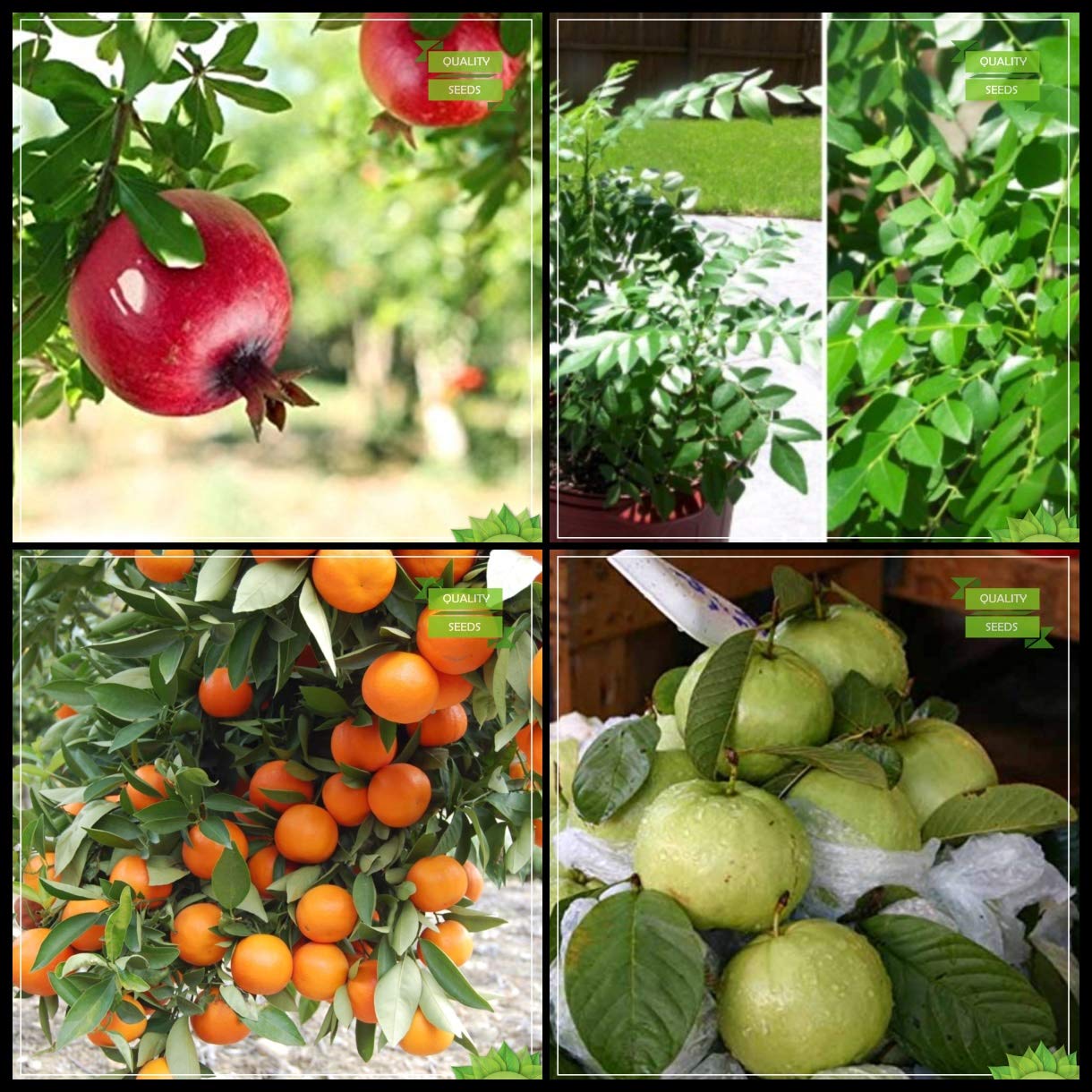 Creative Farmer Gardening Seeds Combo Fruit : Pomagranate, Curry Tree, Orange, Thailand Guava Tree Seeds Fruit Seeds For Home Garden (B07HTZVFLC) Amazon Price History, Amazon Price Tracker
