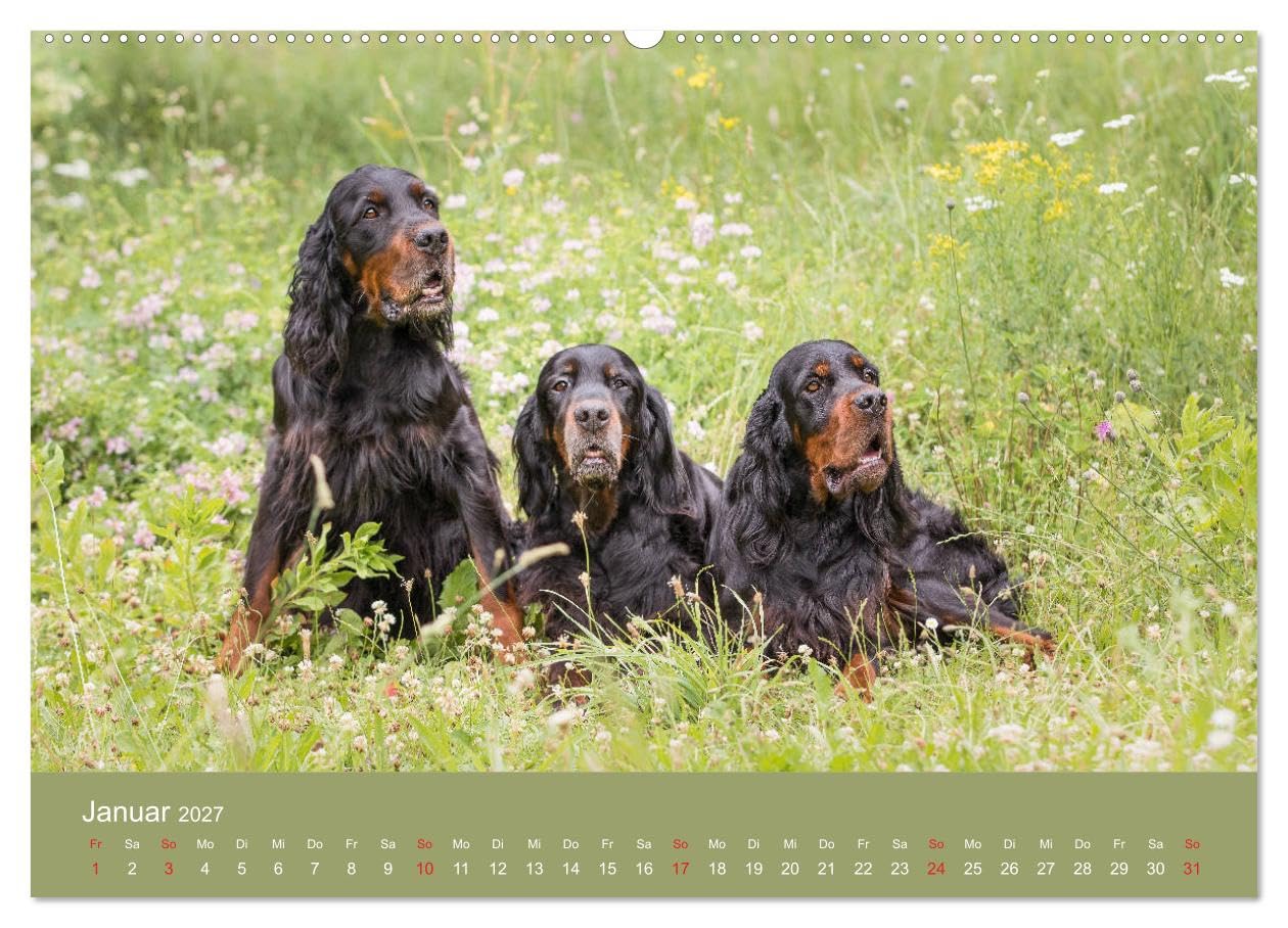 CALVENDO - Setter - Geliebter Freund und Jagdkamerad (hochwertiger Premium Wandkalender 2027 DIN A2 quer), Kunstdruck in Hochglanz: Der Setter - treuer Freund der Familie und verlässlicher Partner auf