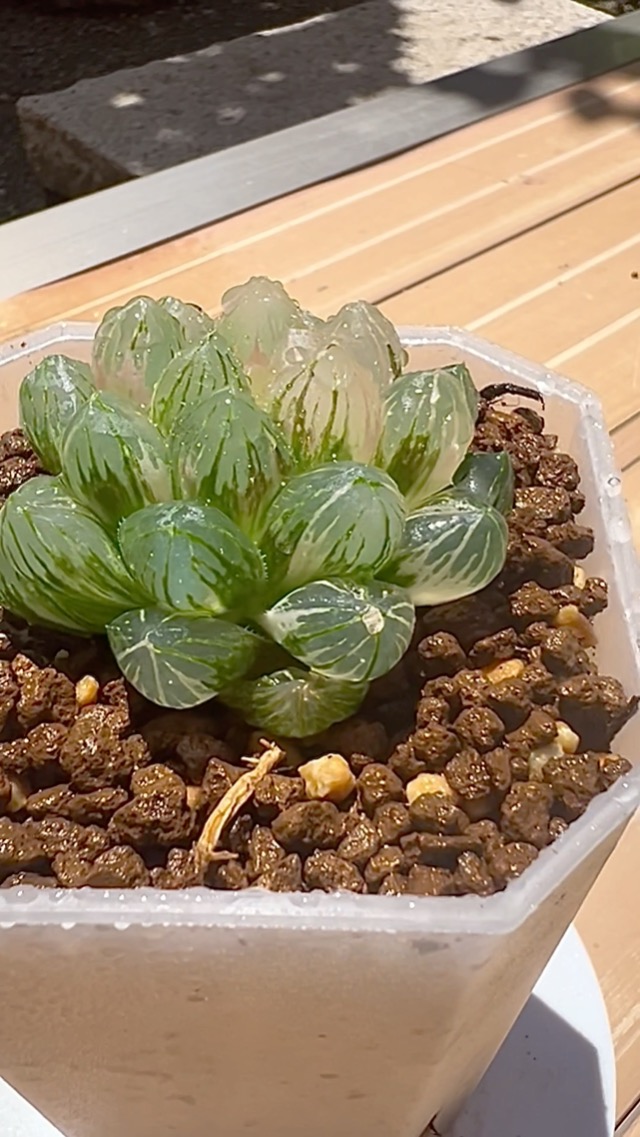Amazon｜多肉植物 観葉植物 ハオルチア ハオルシア 紫王