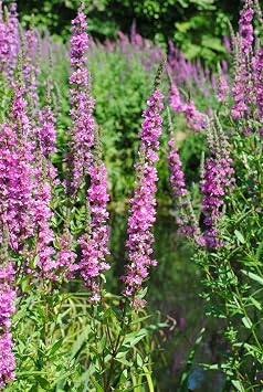 Lythrum salicaria 'Blush' 11 x 11 cm Pot - Hardy Perennial Easy Care - Bloodwillow - Perennial for Pond Edge & Wet Bed