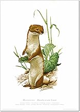 Natur Kunstdruck Mauswiesel