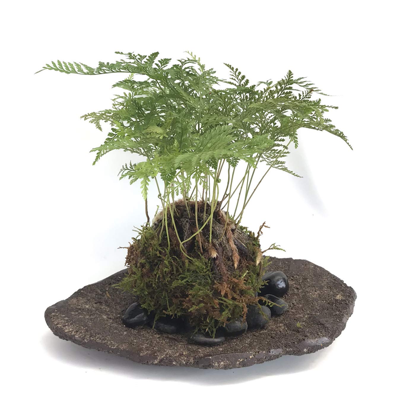 Amazon｜太い根茎、涼しげな葉が魅力のシダ植物【しのぶ（シノブ）の苔