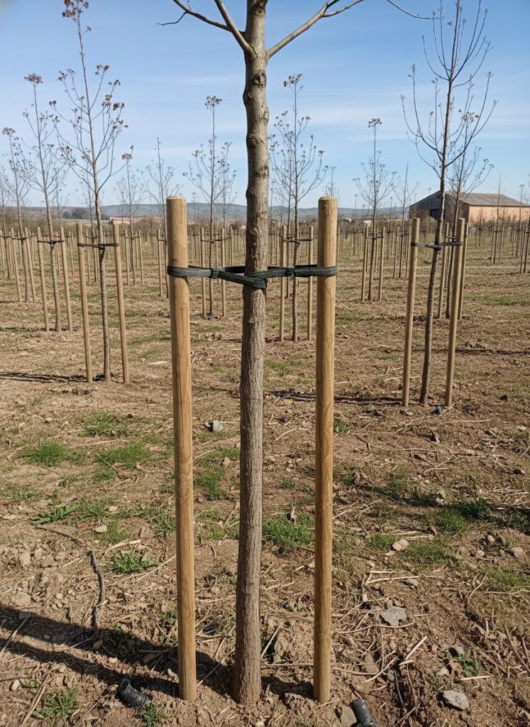 Suinga Estaca para Arboles 180 cm Ø 5 cm | Tutores con Punta | Poste para Vallas, Jardin y Plantas | Poste de Madera | Soporte para arboles