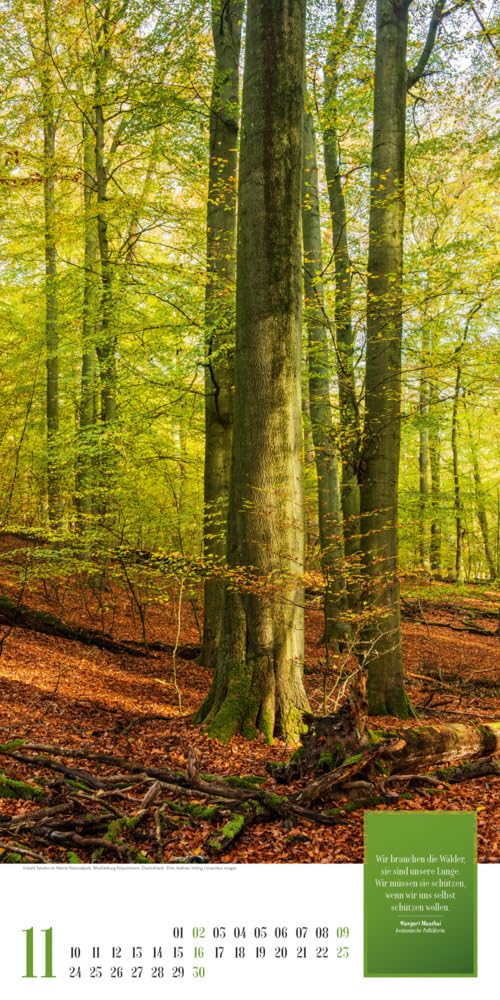 Mythos Wald Kalender 2025, Wandkalender im Hochformat (33x66 cm) - Naturkalender / Literaturkalender mit Zitaten