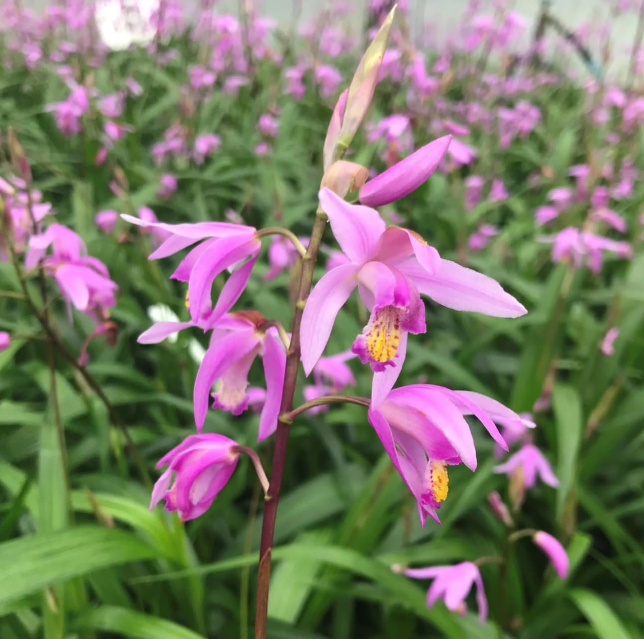 Amazon.com : Hardy Ground Orchid - Bletilla Yokohama Pink - Live Plant ...
