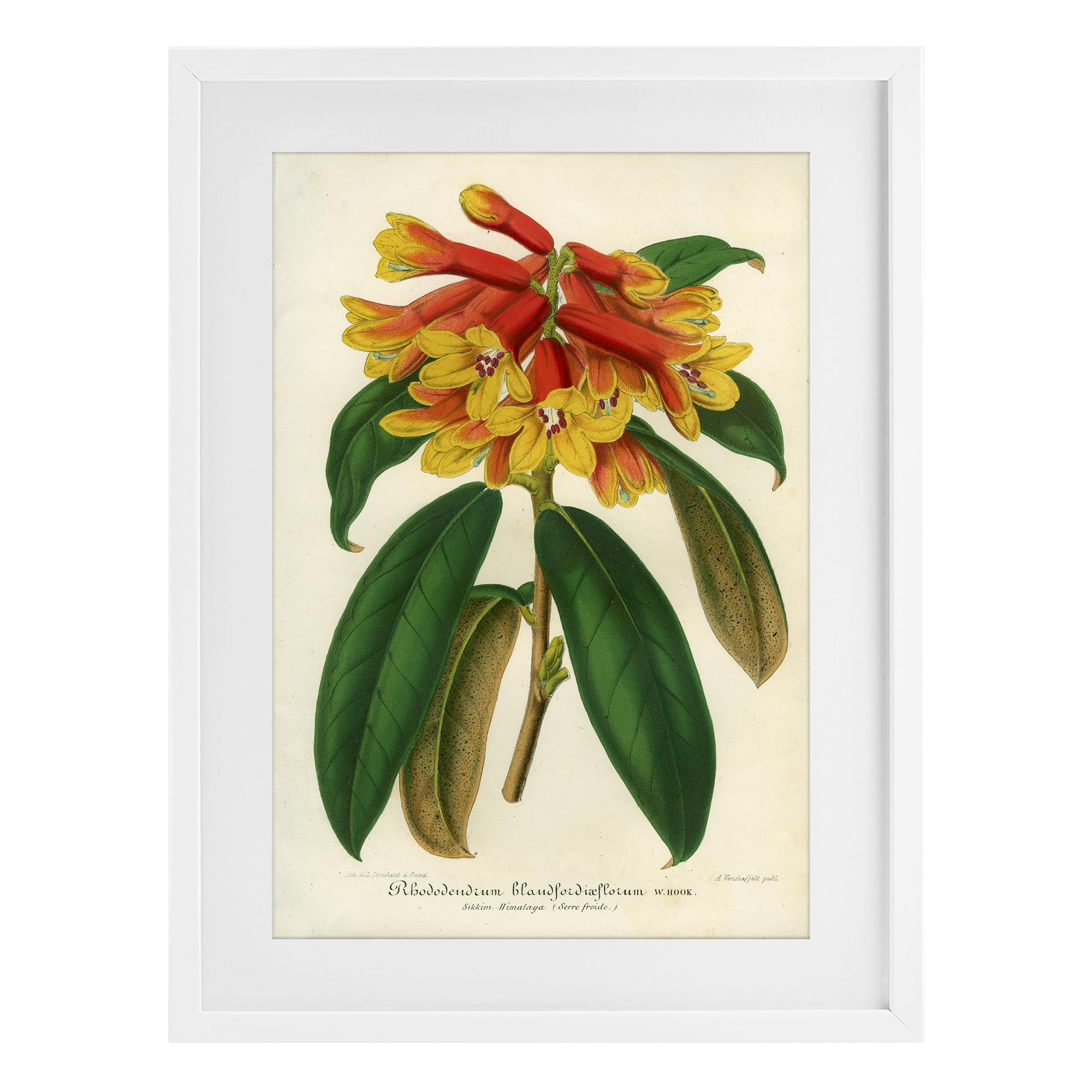 'Orange Yellow Rhododendron'| Framed Print Under Glass