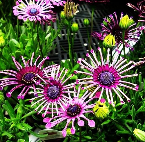 Miniatura 5 de Flor de margarita azul púrpura Beautiflu Flower Home Ornamental -100pcs Semillas