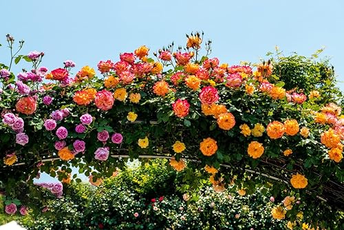 Miniatura 6 de Más de 200 semillas de rosas trepadoras para plantar al aire libre, flor de vid vibrante, flores ornamentales de jardín de larga duración (rosa)