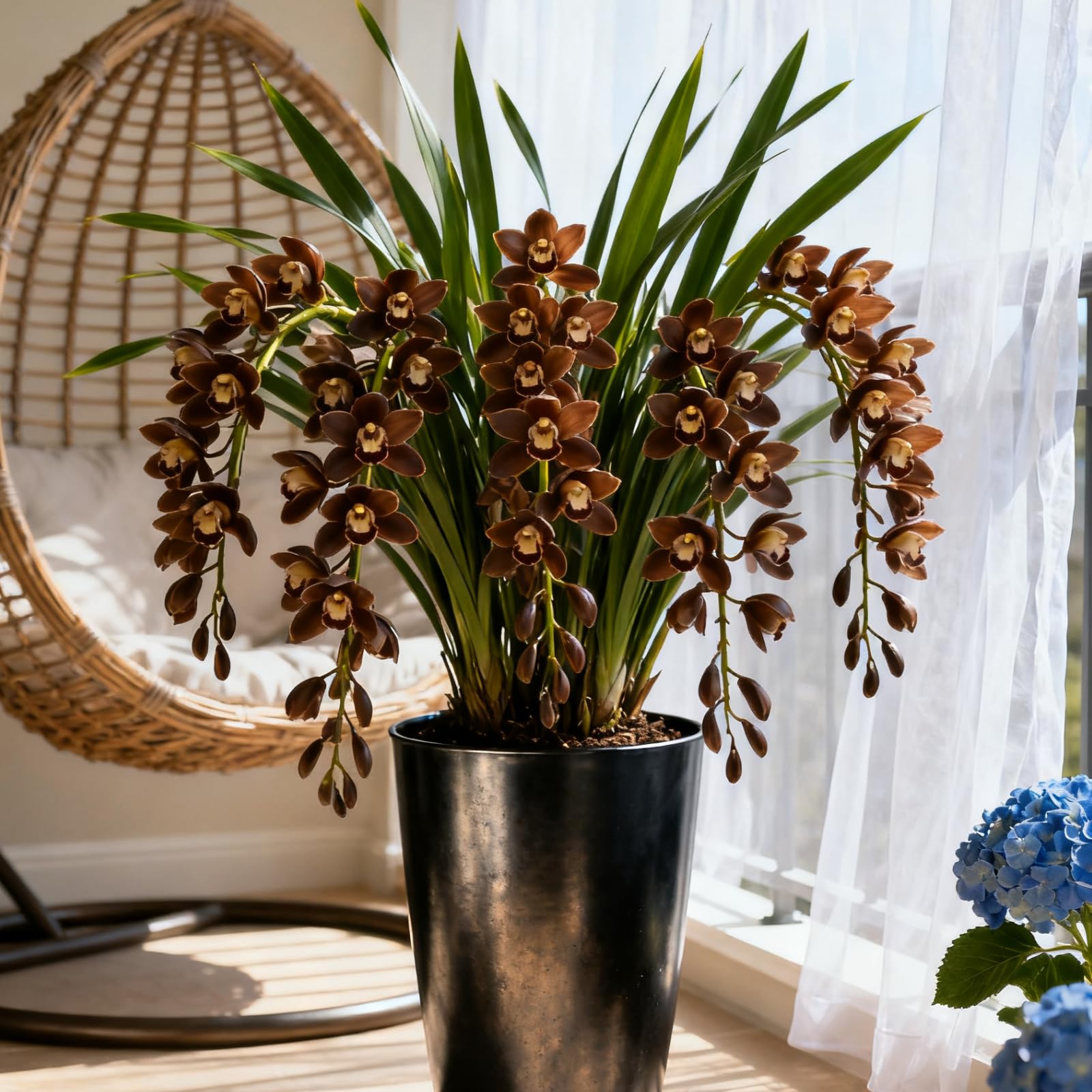 Hardy Cymbidium Bulbs & Outdoor Cymbidium Orchid Plants – Selected Varieties with Fragrant Blooms, Ideal for Balcony Settings, Excellent Display-8 Rhizome-D