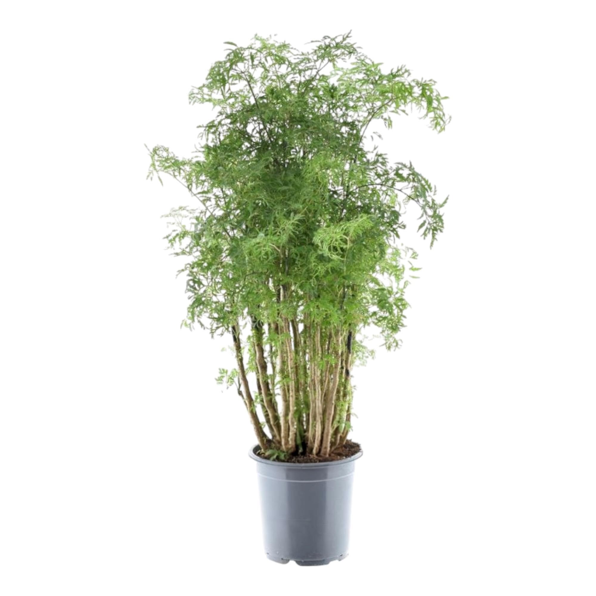 Exotenherz Polyscias hawaiiana "Ming", albero di prezzemolo, altezza circa 100 cm