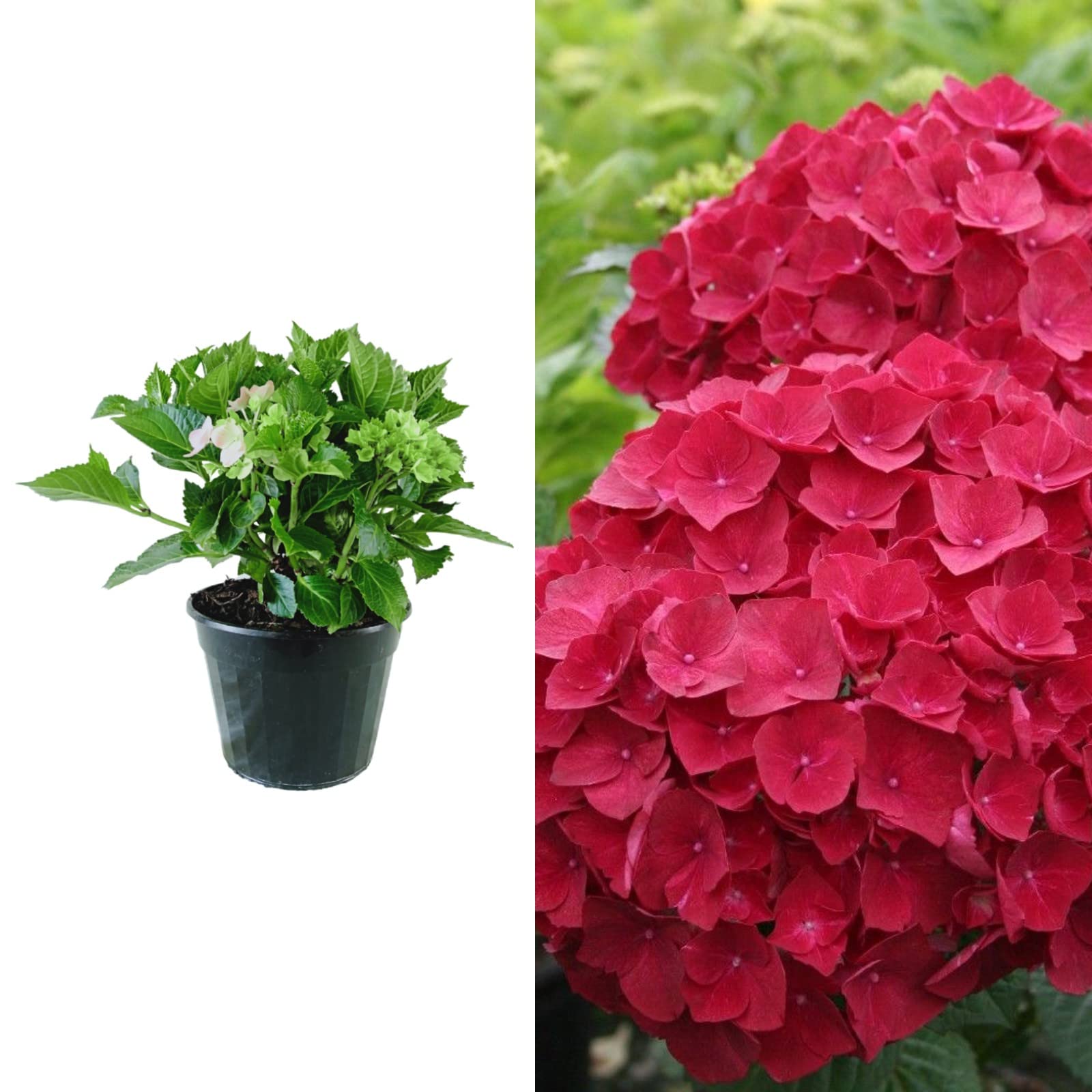 Buy Hydrangea macrophylla 'Apengluhen' in a 9cm Pot Ready to Add