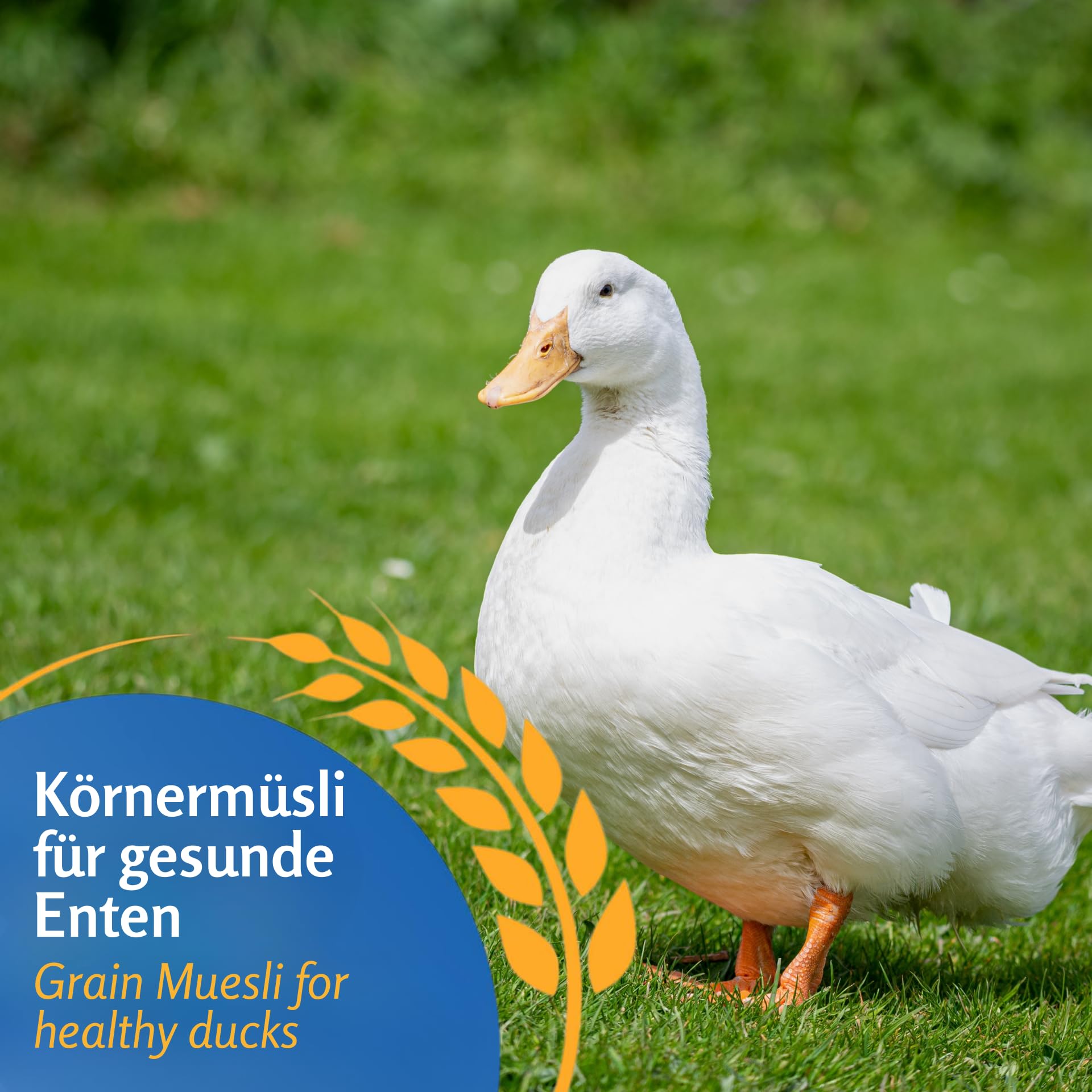 Leimüller Mangime anatre 25kg - Premium, 100% naturale, Per anatre, Oche e germani - Starter per Pulcini - Alta qualità, Ingredienti naturali