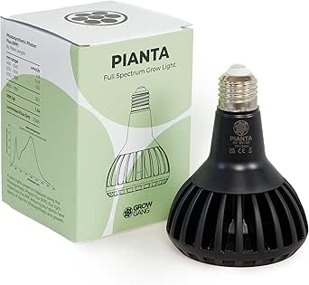 Pianta