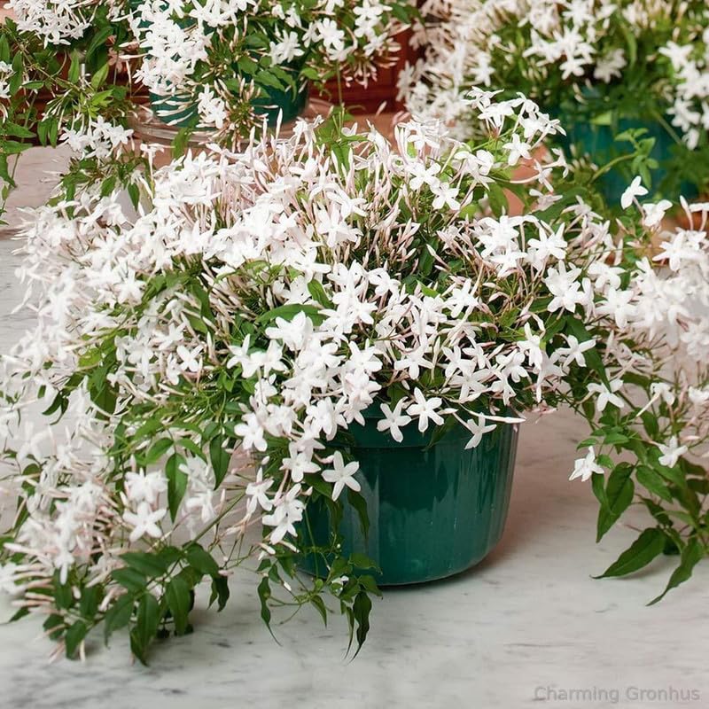 Charming Gronhus Live Rare Juhi, Jasminum Auriculatum live flower Plant With Black Plastic Pot (B0CQH7W356) Amazon Price History, Amazon Price Tracker
