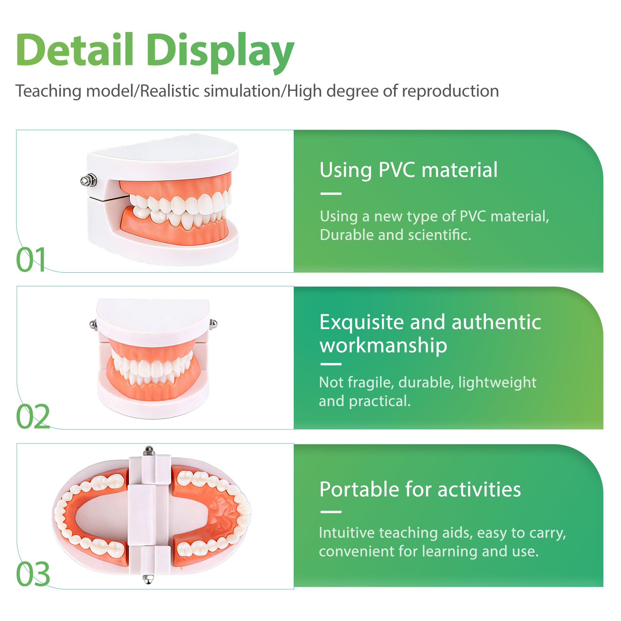 Dentaire Modèle Standard, Modèle de dents standard, Modèle de dents standard pour enseignement dentaire Outil de démonstration, Modèle de brossage dentaire standard pour enfants