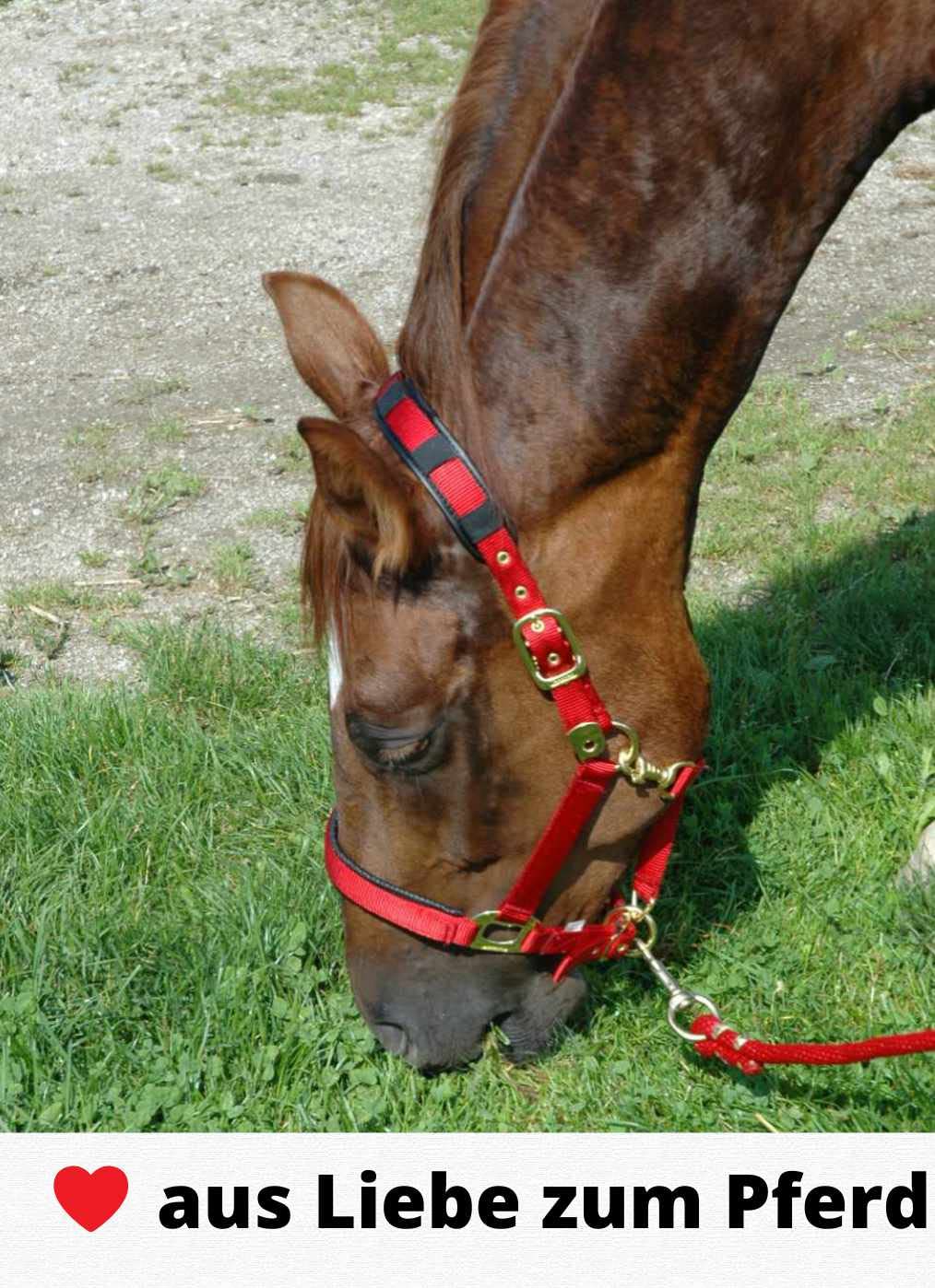 HorseGuard Maulkorb Fressbremse für Pferde mit Teddyfleece Polster, Größenvielfalt