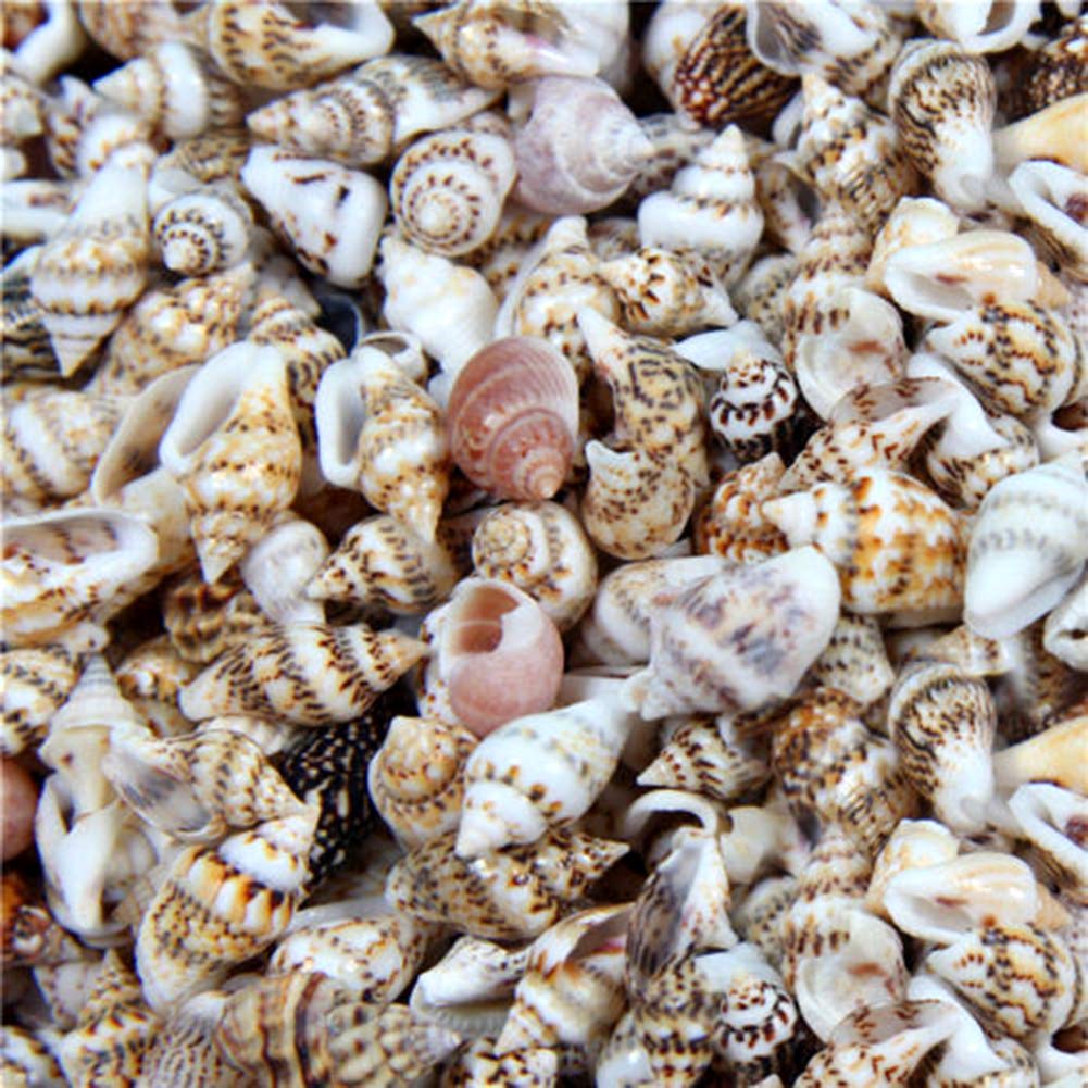 Forart 100Pcs Medium Sea Shells Mixed Ocean Beach Seashells Sea Shells Mixed Beach Seashells for Beach Theme Party Wedding Decorations Fish Tank Vase Fillers Home Decorations
