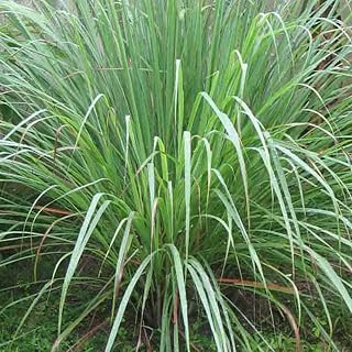 Lemongrass Lemon Grass Cymbopogon - Flexuosus Mosquito Repellent USA - 100 Seeds
