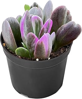 4" Senecio jacobsenii, Live Trailing Succulent Fully Rooted in Pots with Soil Mix, Rare House Plant for Home Office Weddin...