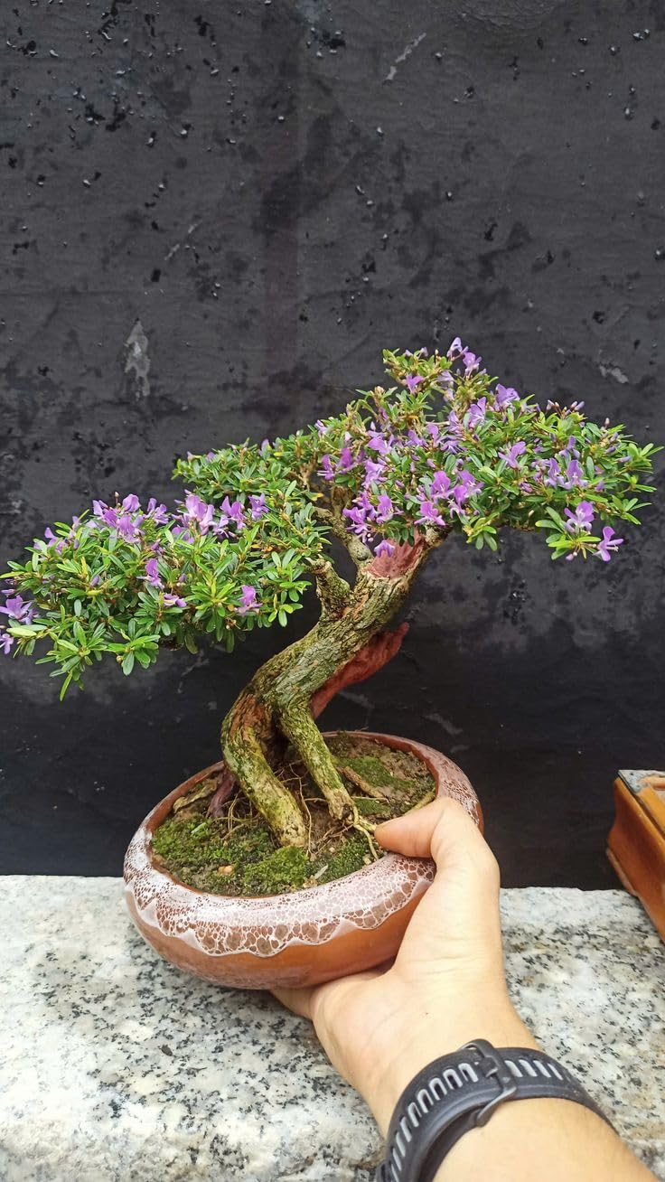 Vietnamese blue bell tree Desmodium Trifidacanthus unifoliolatus Blue Braya Pre Bonsai (Medium Size) Healthy Bonsai Sapling Plant (Pack of 1 Outdoor plant)-image-21